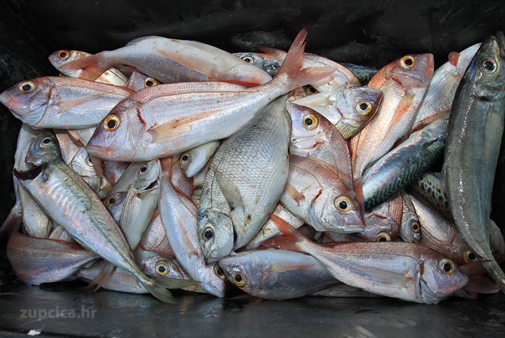 &Scaron;RK Felun Mlini od 3. siječnja započinje prodaju godi&scaron;njih ribolovnih dozvola po novim cijenama