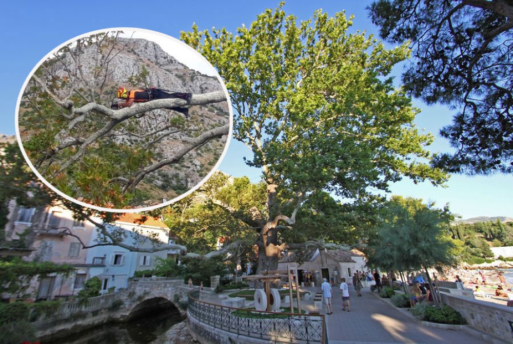 Izvr&scaron;ena dijagnostika o&scaron;tećenja starog platana u Mlinima, u narednoj godini slijedi sanacija stabla