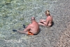 Prema rezultatima trećeg redovnog ispitivanja more na svim župskim plažama i dalje izvrsne kakvoće