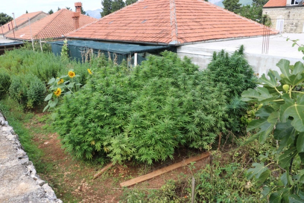 Zbog uzgajanja marihuane djelatnici PGP Gruda uhitili vi&scaron;estrukog počinitelja kaznenih djela