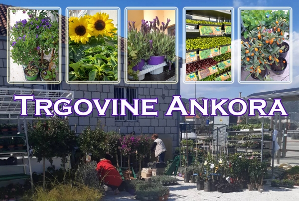 PRODAJA SADNICA - Trgovine Ankora od utorka, 05. travnja ponovno na Mljekari