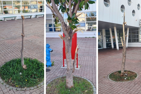 Bijes iskalili na zelenilu u krugu &scaron;kole, dva stabla kompletno uni&scaron;tena, policija napravila očevid (FOTO)