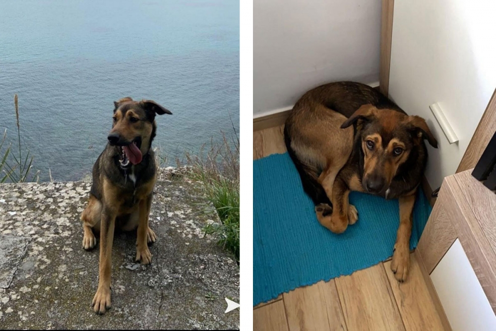 Sinoć u Mlinama nestala ženka mje&scaron;anac Đeni - viđena  u Solinama, vlasnik moli za informacije