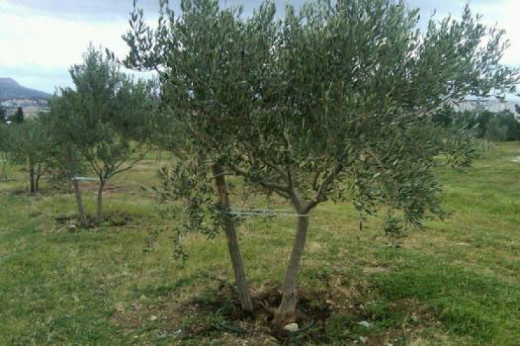 Javni poziv za podno&scaron;enje zahtjeva za dodjelu potpora poljoprivredi i ruralnom razvoju