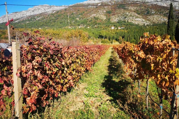 Skup sudionika komasacije na području Općine Konavle u Domu kulture u Čilipima