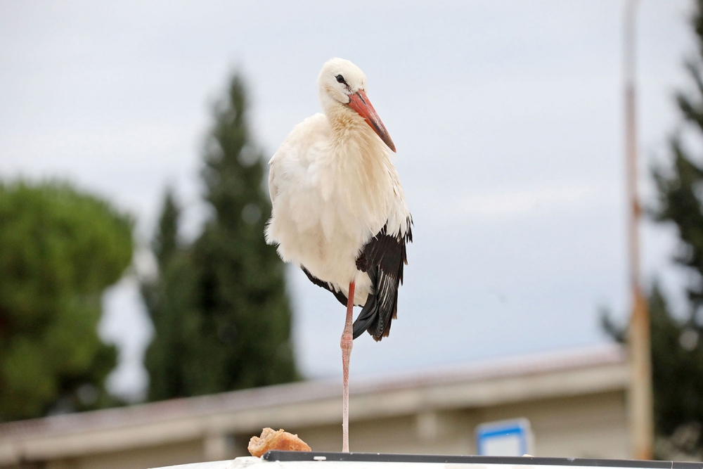 Župska roda je strogo za&scaron;tićena vrsta, nema ozlijede ali joj je potreban mir i ne treba joj se približavati (FOTO)