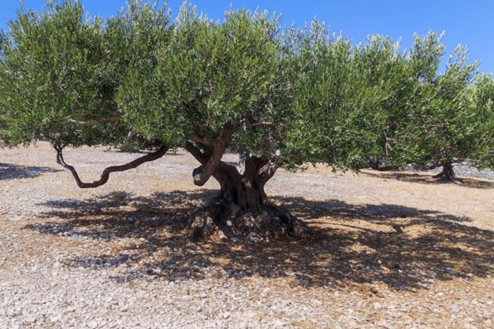 Poziv za sudjelovanje na radionici &lsquo;Eko certificiranje &ndash; značaj na tr&scaron;i&scaron;tu&rsquo;