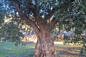 Županija izrađuje Studiju  o postojećem stanju maslinarstva i uljarstva