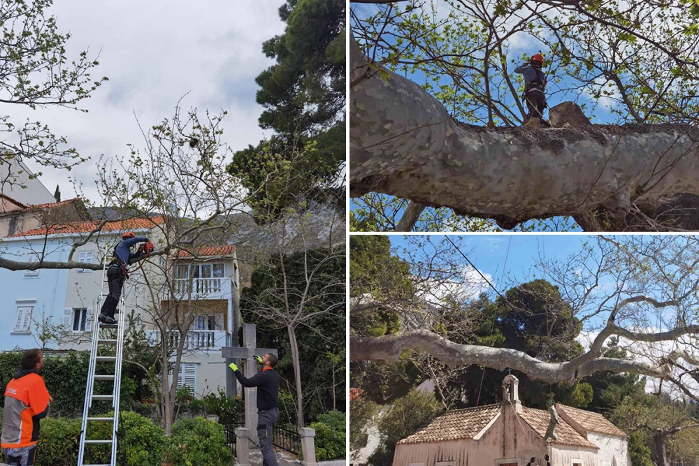 Sanacija platana u Mlinima, orezivanje grana i postavljanje novog dinamičkog sustava za sidrenje stabla (FOTO)