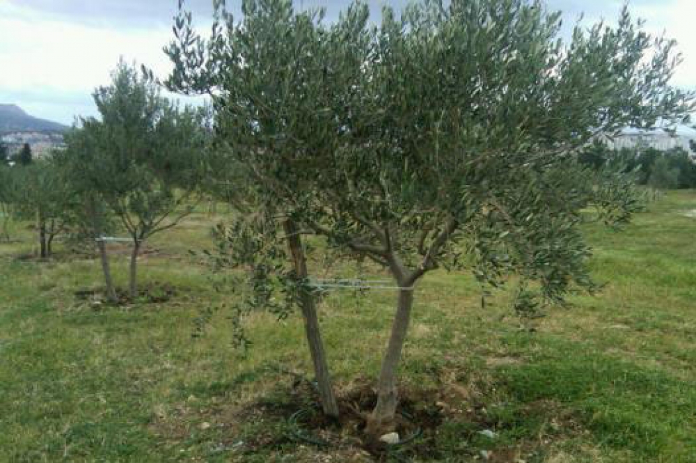 Općina objavila Javni poziv za dodjelu potpora u poljoprivredi i ruralnom razvoju